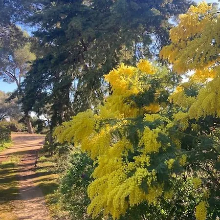 La Californienne Carqueiranne